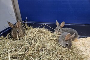 Bild vergr&ouml;&szlig;ern: 3 x Weibchen