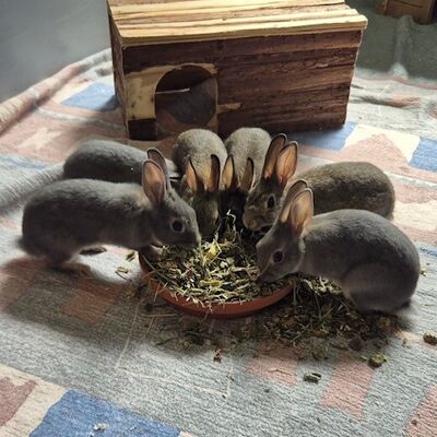 Tiere der Woche Roswitha und Babys