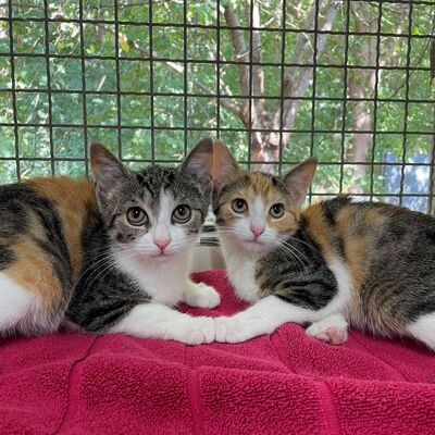 Bild vergr&ouml;&szlig;ern: Kitten