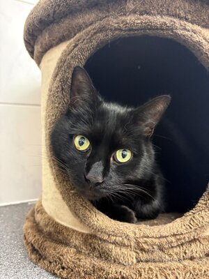 Bild vergr&ouml;&szlig;ern: Kater Jay Jay