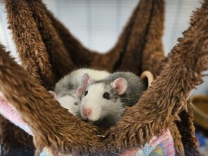 Bild vergr&ouml;&szlig;ern: Ratten