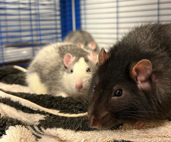Zwei kleine Ratten auf der Suche nach einem liebevollen Zuhause.