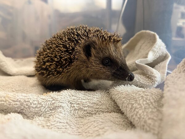Igel 1