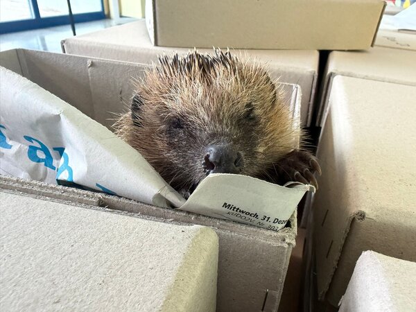 Igel 2