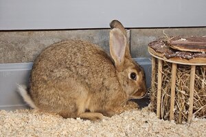 Bild vergr&ouml;&szlig;ern: Beatrice