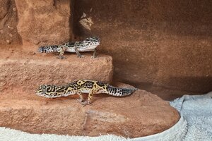 Bild vergr&ouml;&szlig;ern: Leopardgeckos