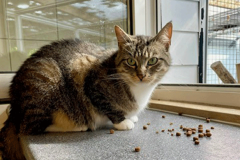 Tier-der-Woche---Kater-Mausi