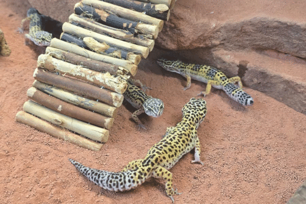 Tier-der-Woche----Leopardgeckos