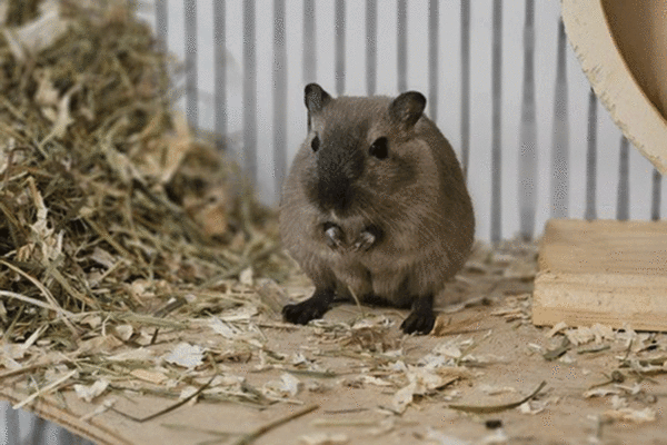 Tier-der-Woche---Leonard