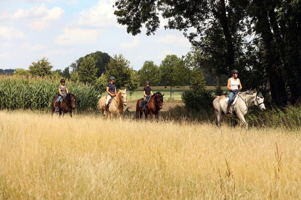 Mehrere Reiter reiten auf einem Reitweg