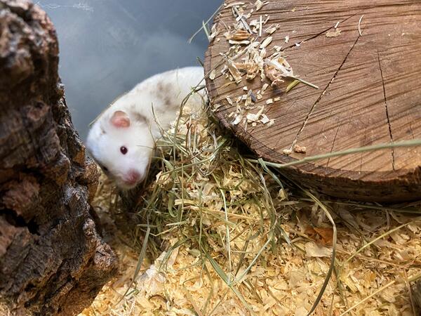 Tier der Woche Hamster Alex