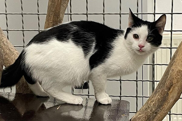 Kater Robin braucht liebe und sehr verständnisvolle Besitzer.
