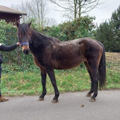 Bild vergrößern: Fee (Deutsches Reitpony)