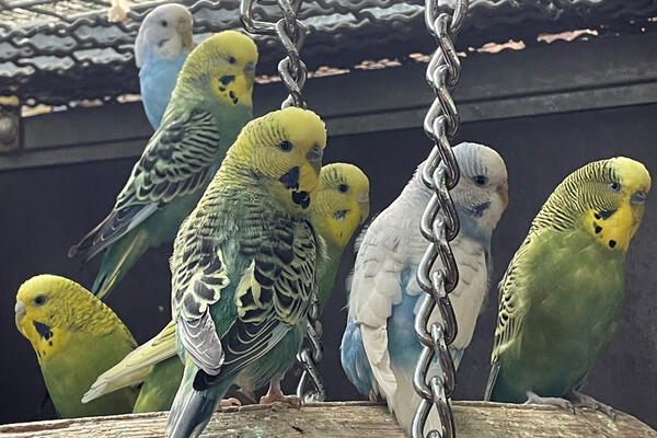 Tiere der Woche Wellensittiche