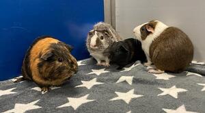 Bild vergrößern: Schweinchen, Charlie und co.