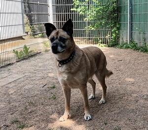 Bild vergrößern: Brownie