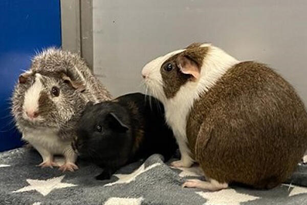 Schweinchen__Charlie_und_co_