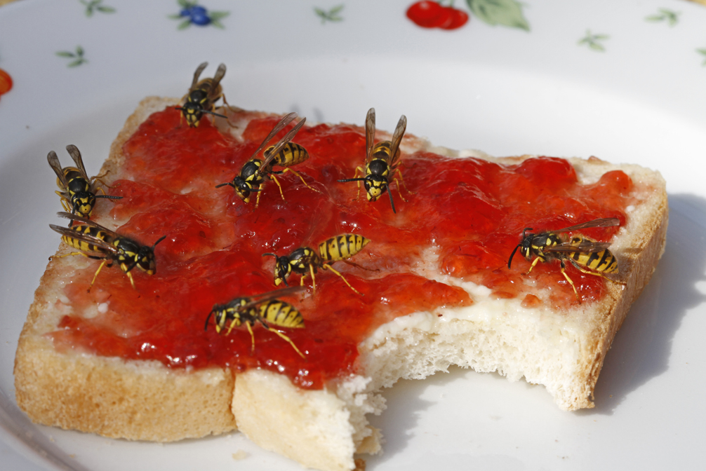 Bild vergrößern: Wespen auf Toast