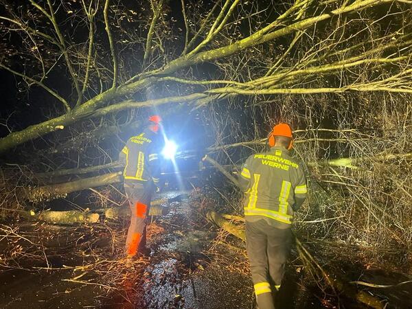 Bild 1 Zoltan Zoltan umgekippter Baum Werne (1)