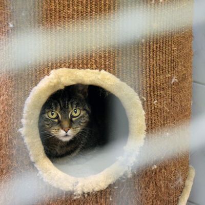 Bild vergrößern: Katze im Tierheim