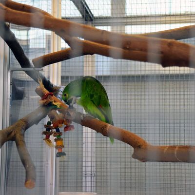 Bild vergrößern: Vogel im Tierheim