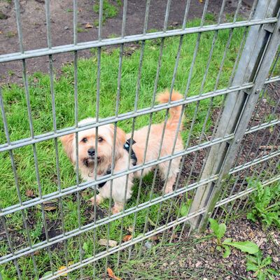 Bild vergrößern: Kleiner Hund im Tierheim
