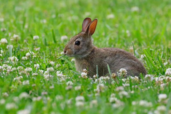 View of a cute bunny in a forest on a sunny day