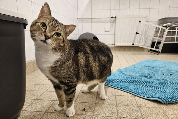 Tiere-der-Woche-San