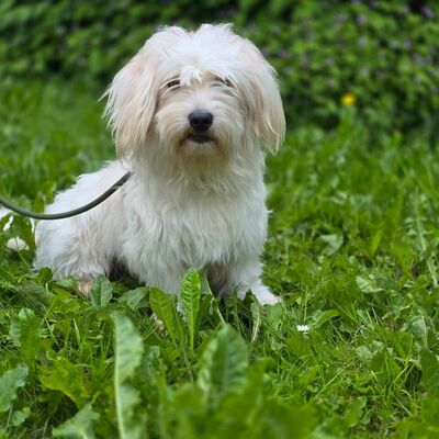 Bild vergrößern: Tobi