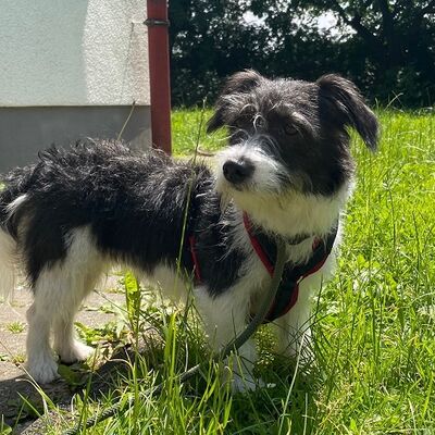 Bild vergrößern: Tinkerbell