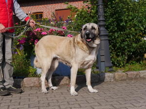 Bild vergrößern: Kangal 1