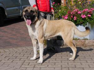 Bild vergrößern: Kangal 2