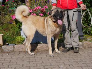 Bild vergrößern: Kangal 3