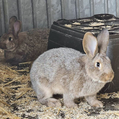 Bild vergrößern: Kaninchen-_3_-2