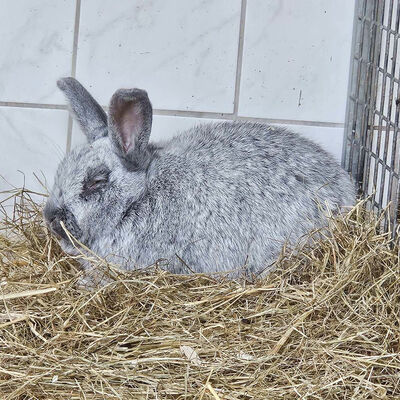 Bild vergrößern: Kaninchen-_1_-2