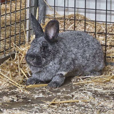 Bild vergrößern: Kaninchen-_2_-2