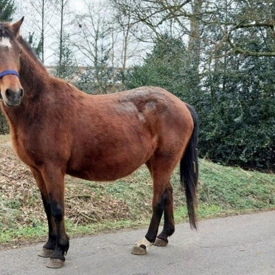 Bild vergrößern: Mara